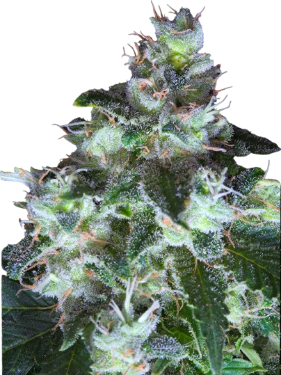 Original White Widow (IBL) | PHOTOFEM | Paradise Seeds
