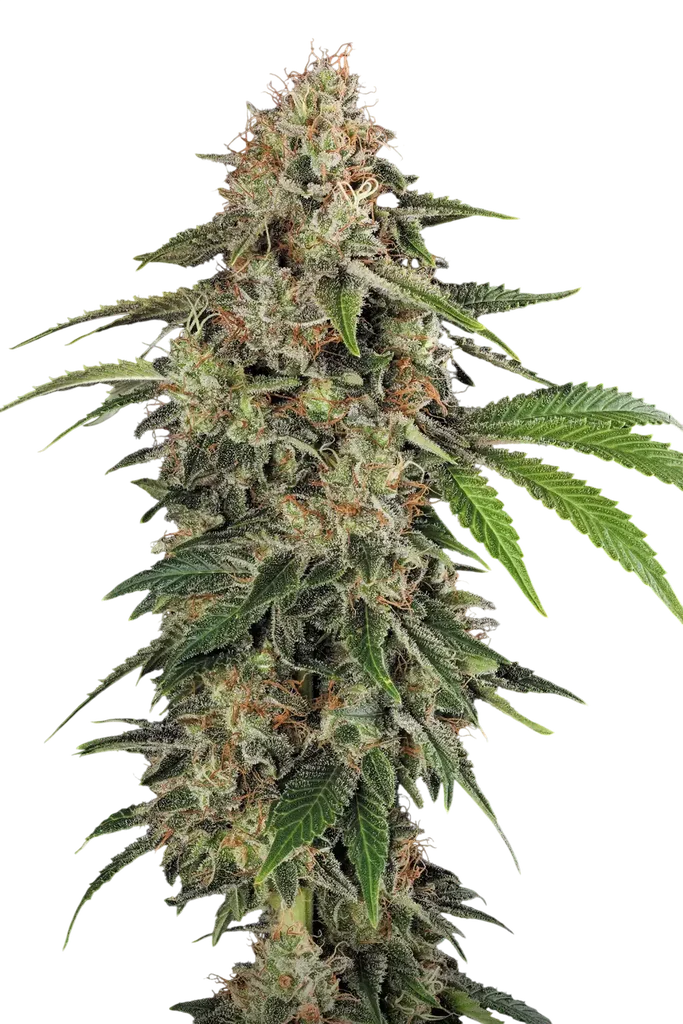 Original White Widow (IBL) – Produktansicht