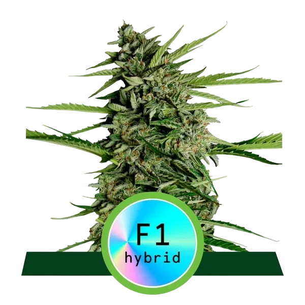 Orion F1 Auto – Produktansicht