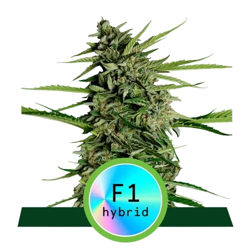 Orion F1 | AUTOFEM | Royal Queen Seeds