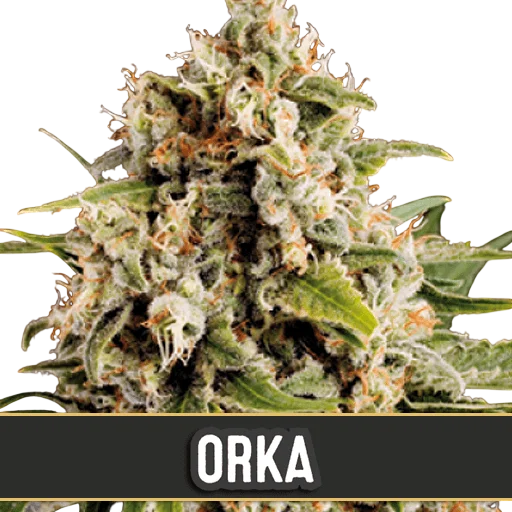 Orka – Produktansicht