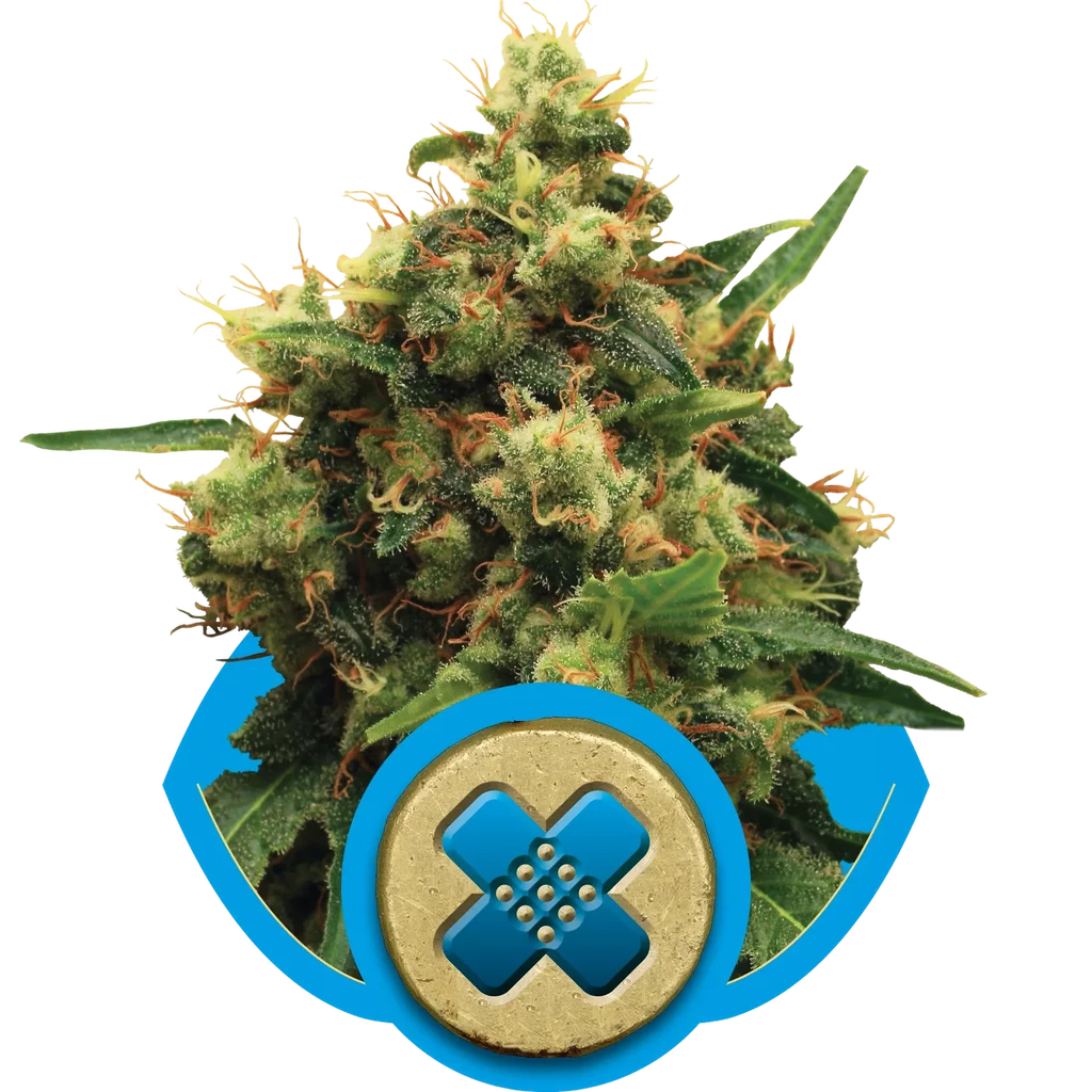 Painkiller XL CBD – Produktansicht