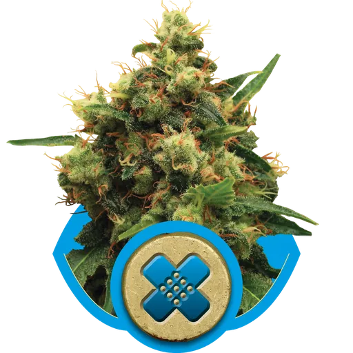 Painkiller XL CBD