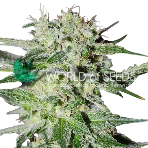 Pakistan Valley Early Harvest