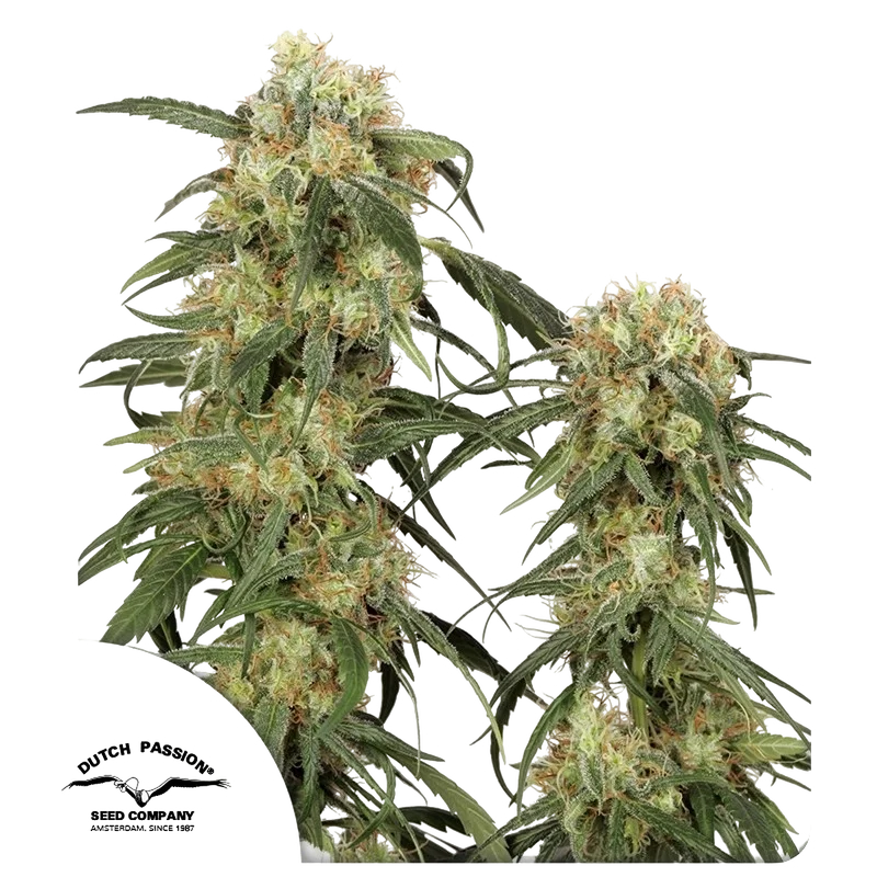 Pamir Gold – Produktansicht