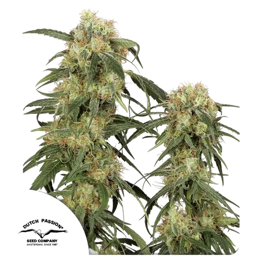 Pamir Gold | PHOTOFEM | Dutch Passion