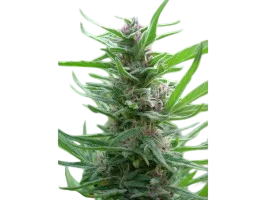 Panama | PHOTOFEM | Ace Seeds
