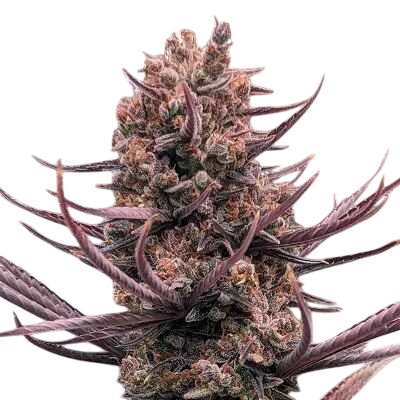 Panama Haze | PHOTOREG | Ace Seeds