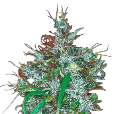 Panama Haze