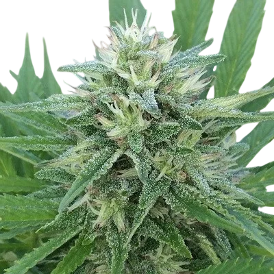 Panama x Bangi Haze | PHOTOFEM | Ace Seeds