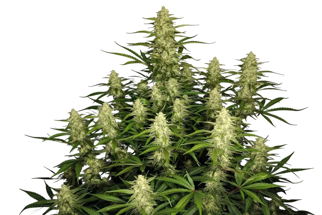 Papaya Cookies Auto | AUTOFEM | Fast Buds