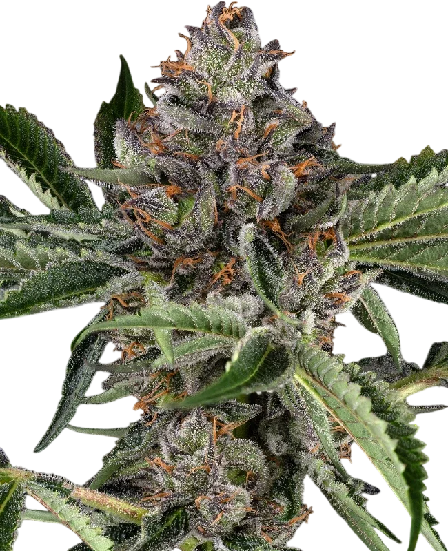 Papaya Jealousy – Produktansicht