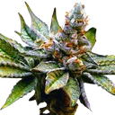 Birthday Punch | PHOTOFEM | Elev8 Seeds