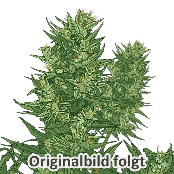 Papaya Sherbet | PHOTOFEM | Fast Buds