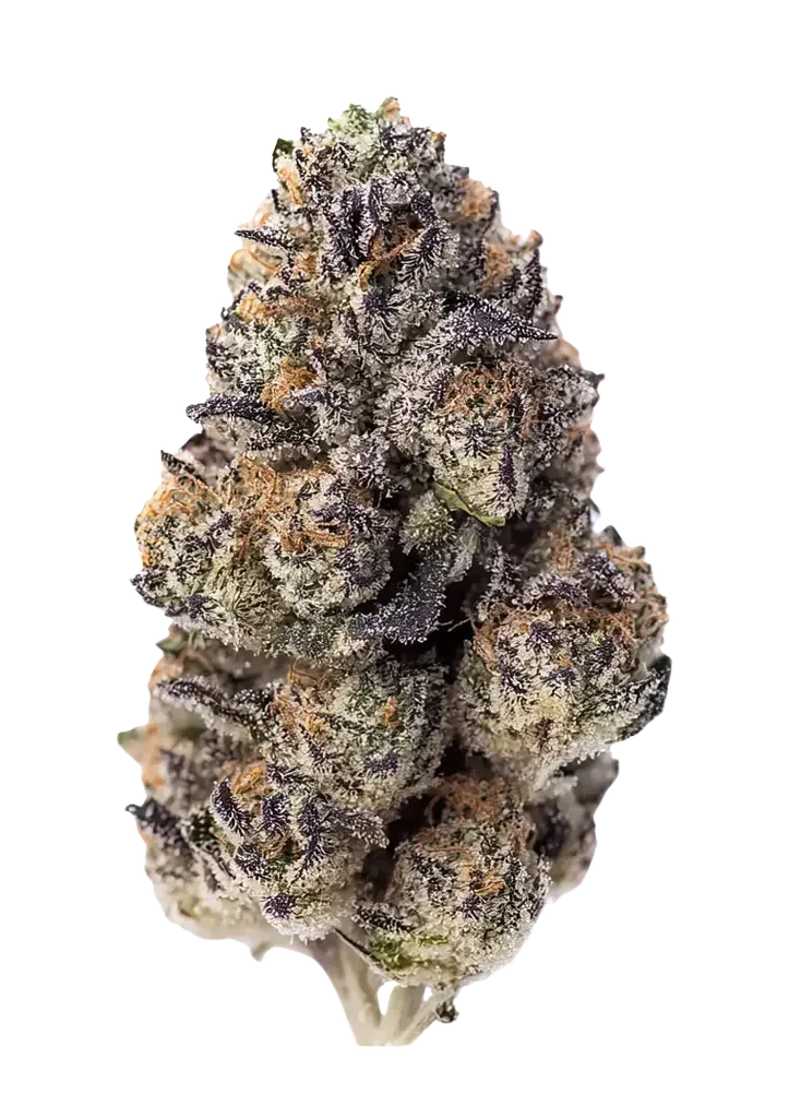 Papaya Sherbet – Produktansicht
