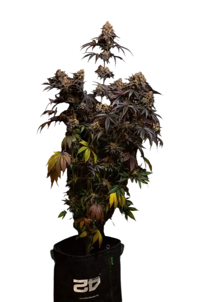 Papayaton | PHOTOFEM | Fast Buds