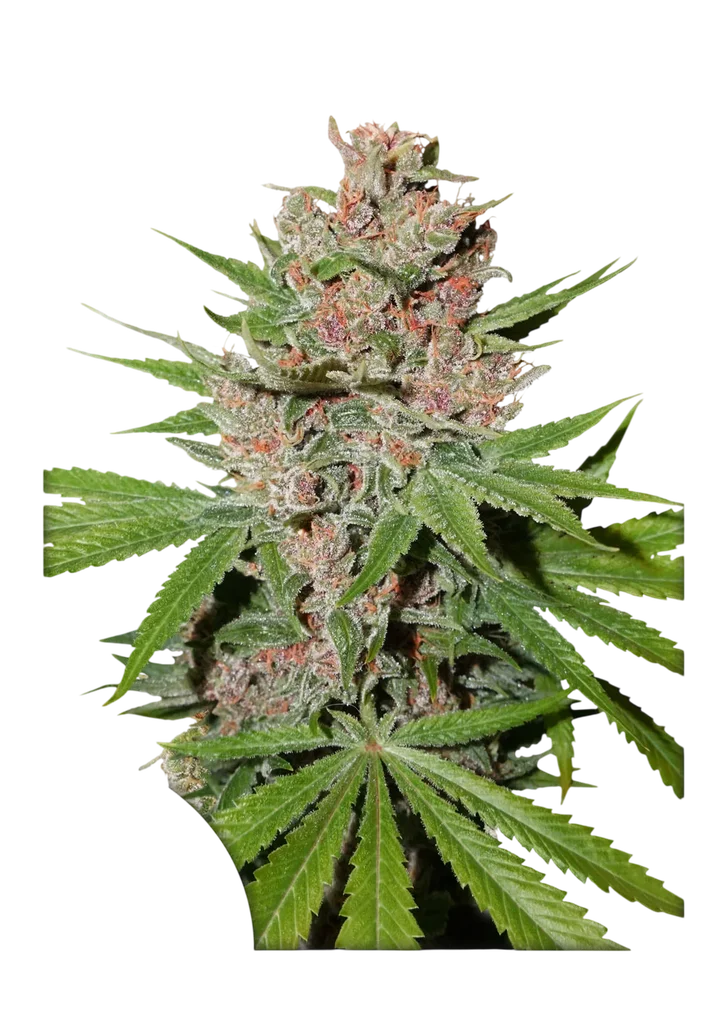 Passion Fruit – Produktansicht