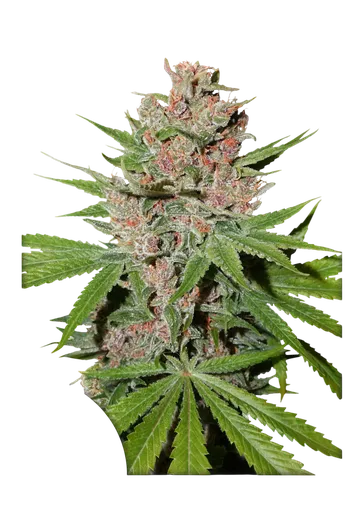 Passion Fruit | PHOTOFEM | Dutch Passion