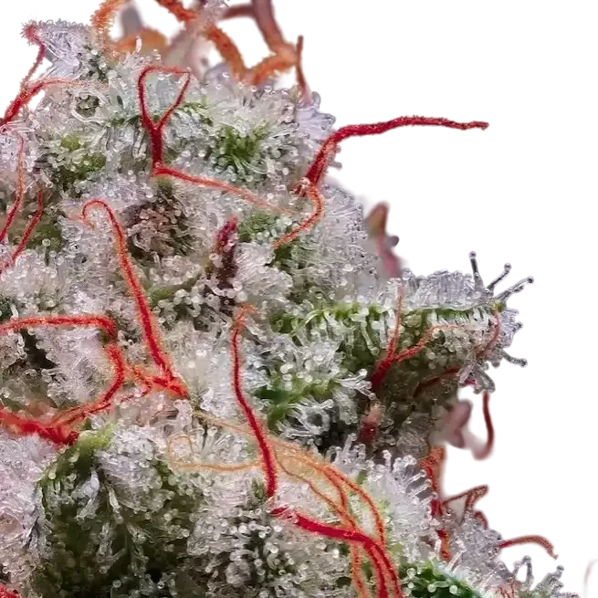 Peach Crescendo RF3 Auto | AUTOFEM | Ethos Genetics