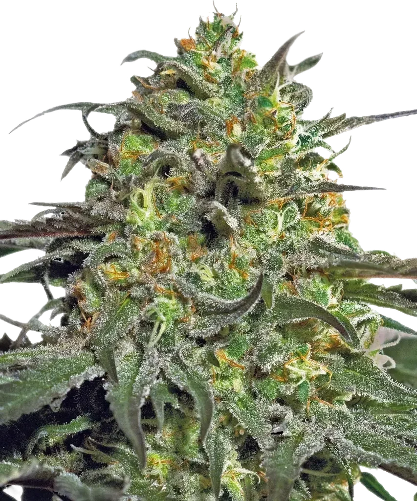 Peyote Cookies – Produktansicht