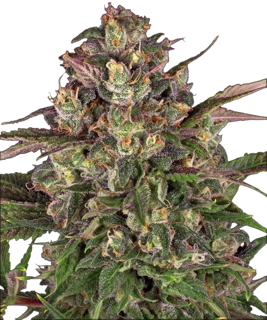 Peyote Critical – Produktansicht