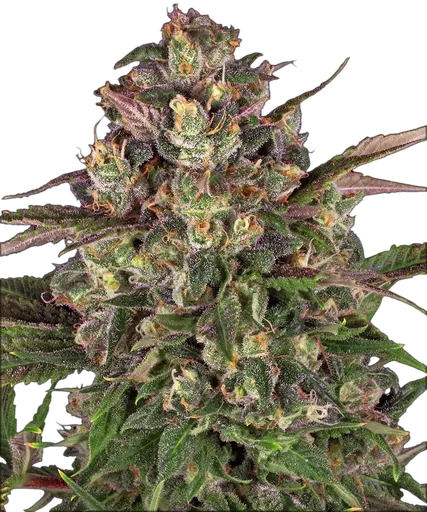 Peyote Critical