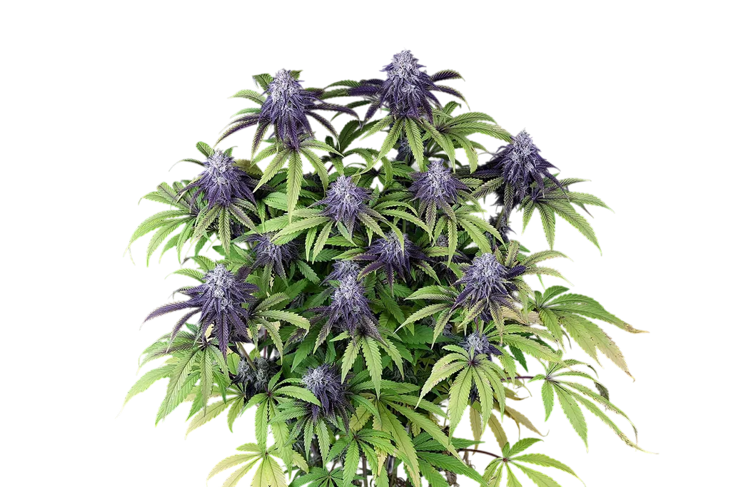 Peyote Wi-Fi CBD 2:1 – Produktansicht