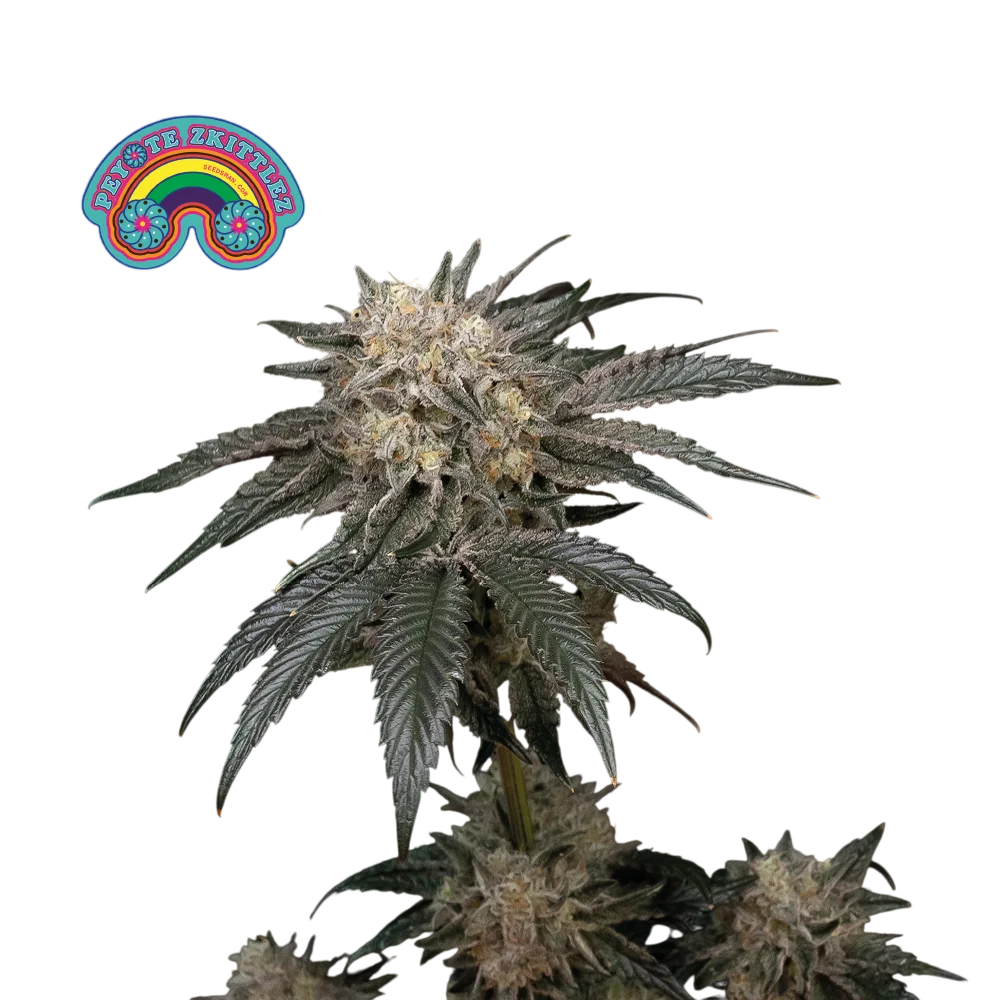Peyote Zkittlez – Produktansicht