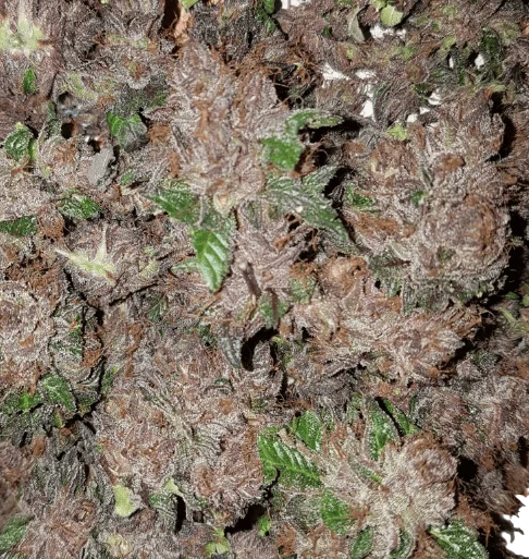 Phantom Cookies Domina – Produktansicht