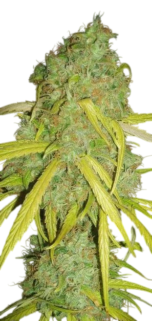 Pineapple Amnesia – Produktansicht
