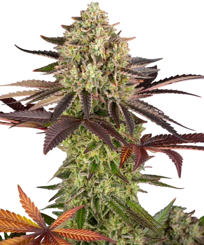 Apple Fritter – Produktansicht