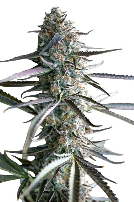 Pineapple Chem Auto – Produktansicht
