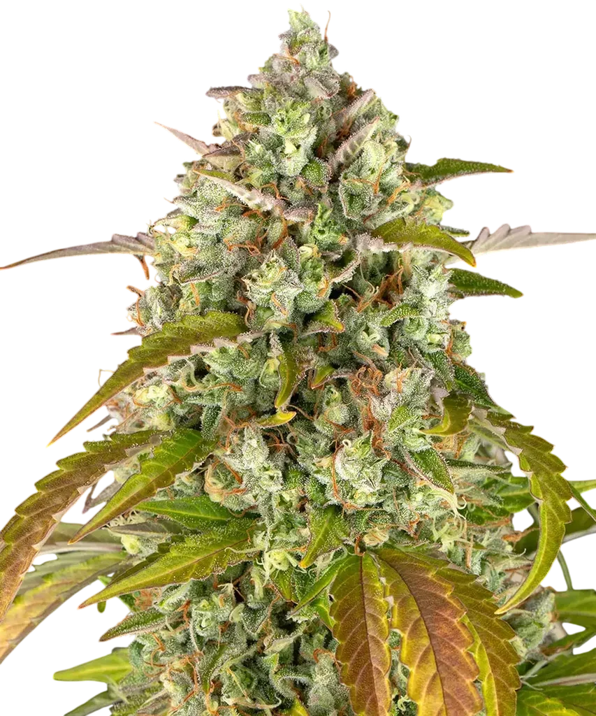 Pineapple Express Auto – Produktansicht