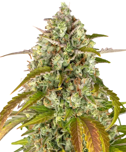 Pineapple Express Auto | AUTOFEM | Barneys Farm