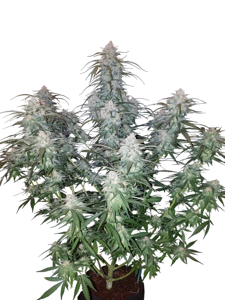 Pineapple Express Auto | AUTOFEM | Fast Buds