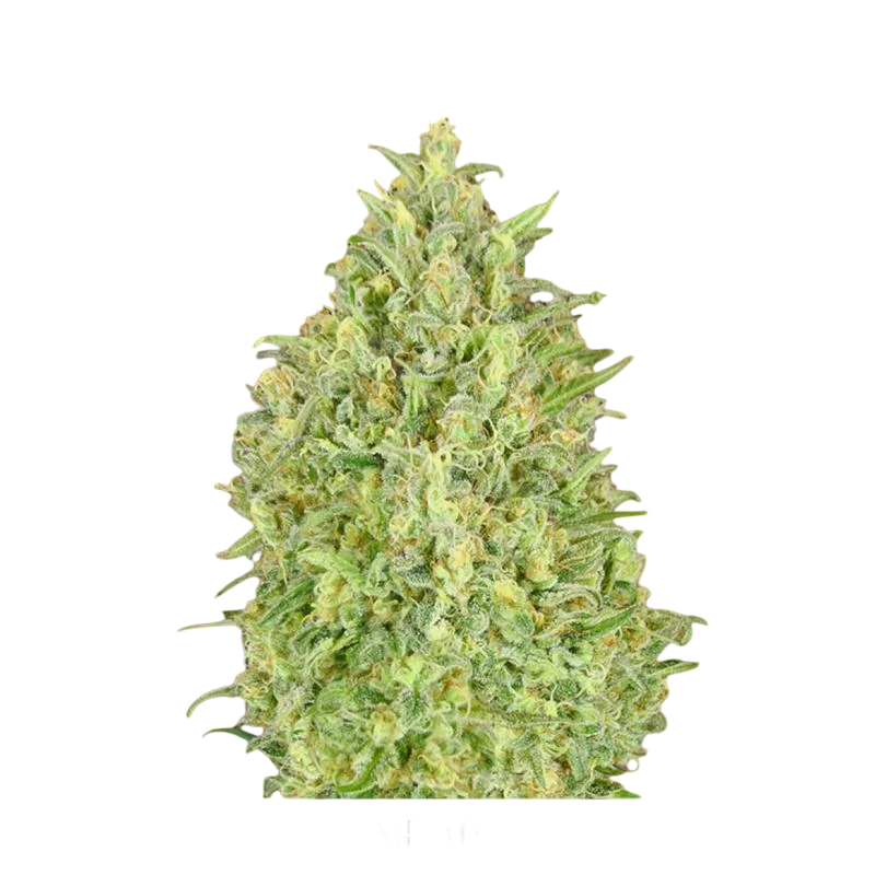 Pineapple Glue Auto – Produktansicht