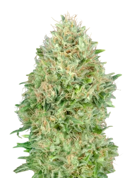 Pineapple Glue – Produktansicht