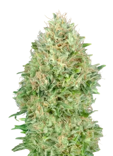 Pineapple Glue