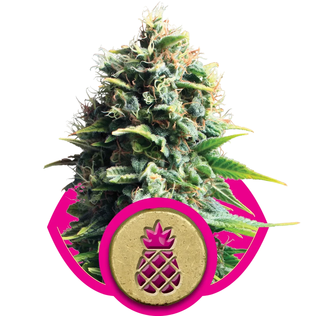 Pineapple Kush – Produktansicht