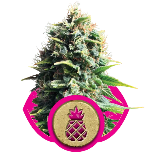Pineapple Kush