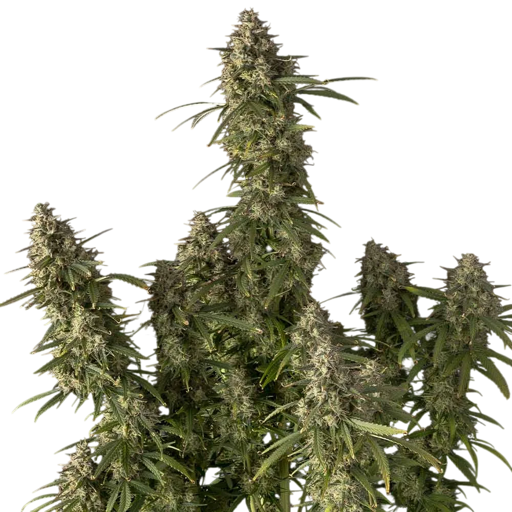 Pineapple OG Auto – Produktansicht