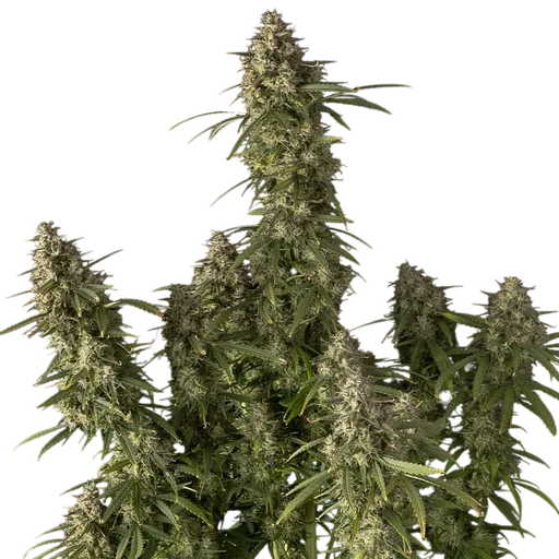 Pineapple OG Auto