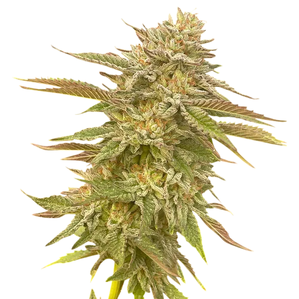 Pineapple OG | PHOTOFEM | Seedsman