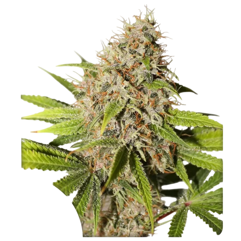 Pineapple Poison – Produktansicht