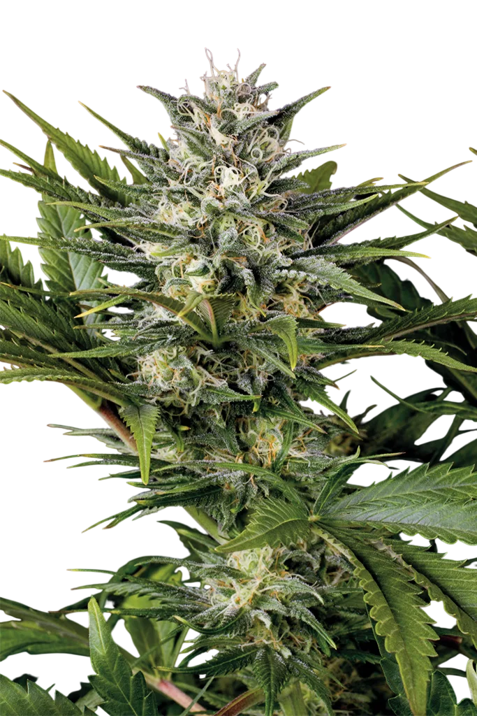 Pineapple Skunk – Produktansicht