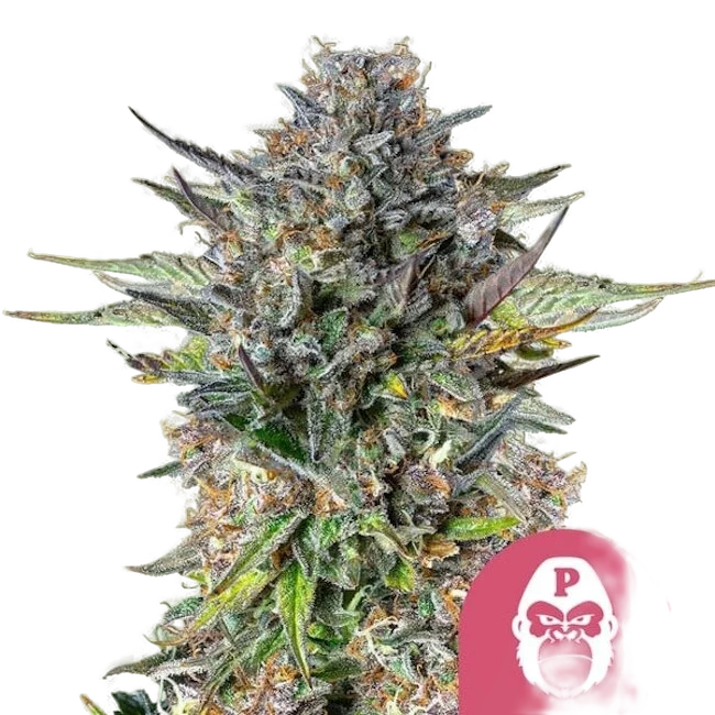 Pink Gorilla – Produktansicht