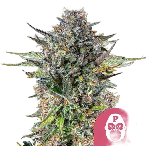 Pink Gorilla | PHOTOFEM | Royal Queen Seeds