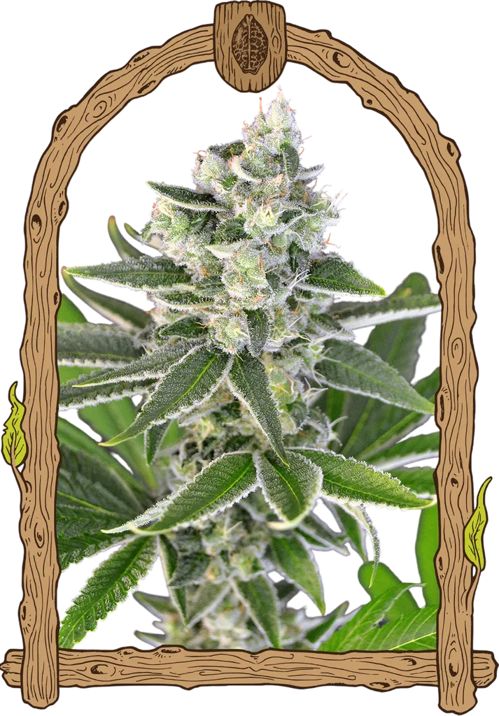 Pink Hokkaido | PHOTOFEM | Exotic Seed