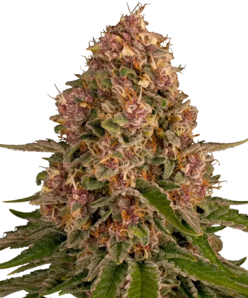 Pink Kush – Produktansicht