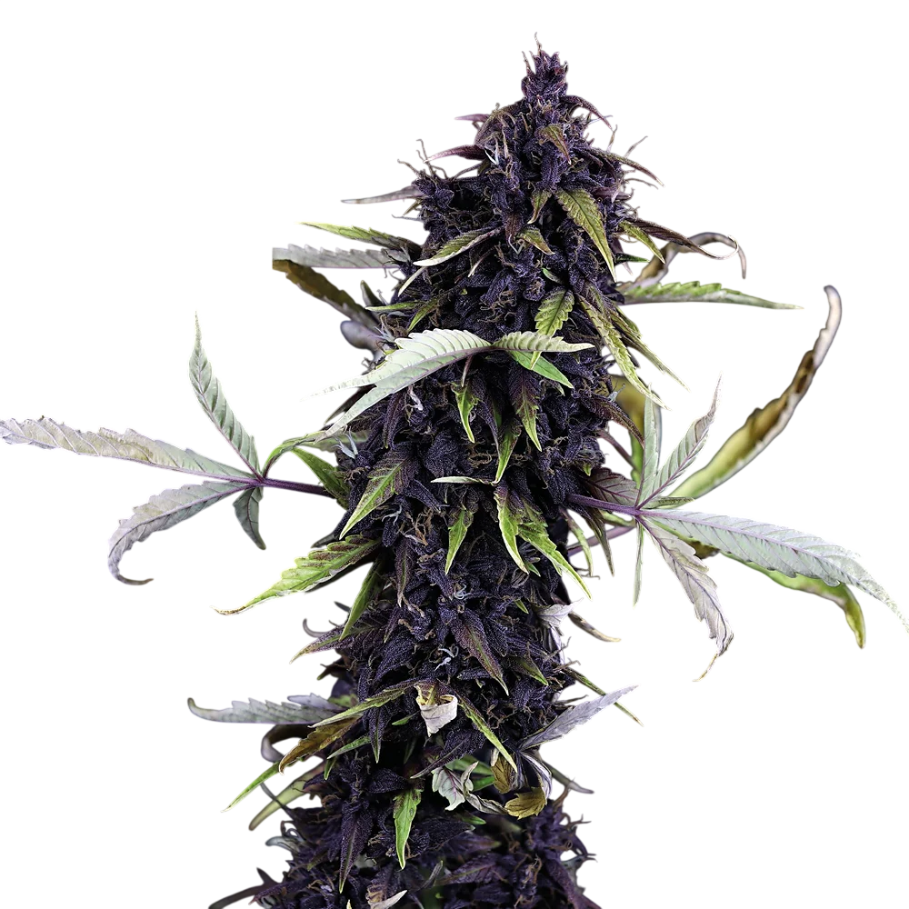 Pink Kush CBD 30:1 Auto – Produktansicht